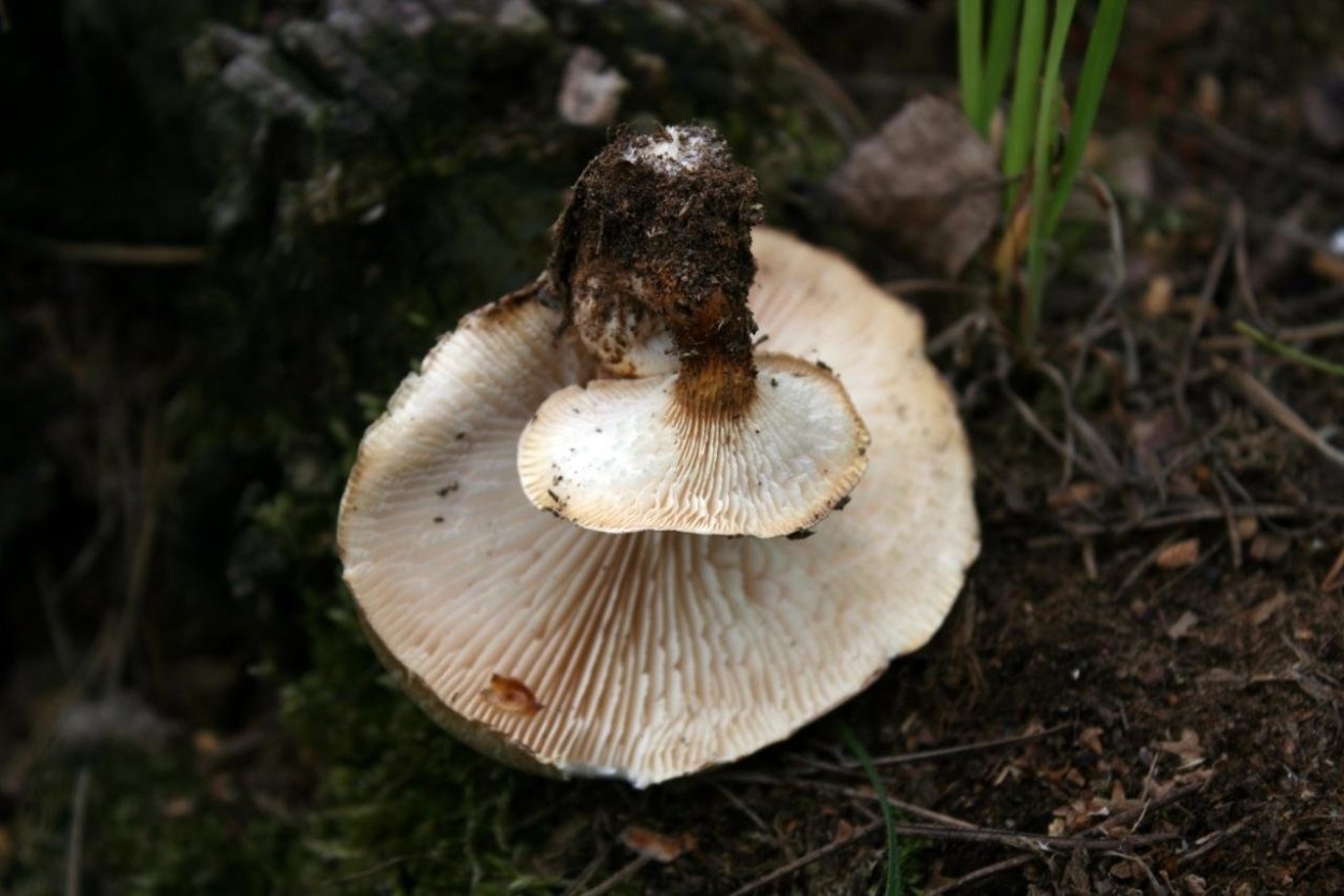 Гриб Пилолистник чешуйчатый съедобный