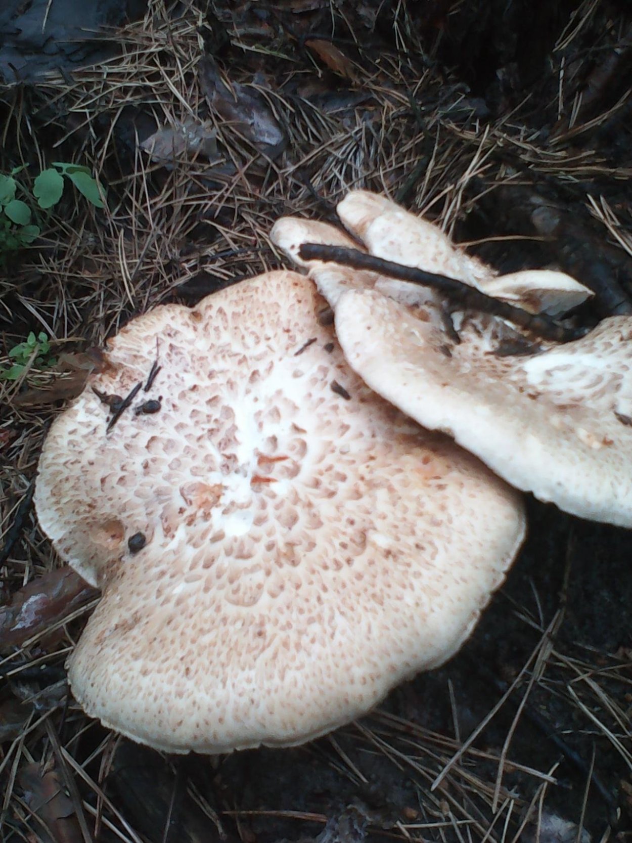 Белый чешуйчатый гриб