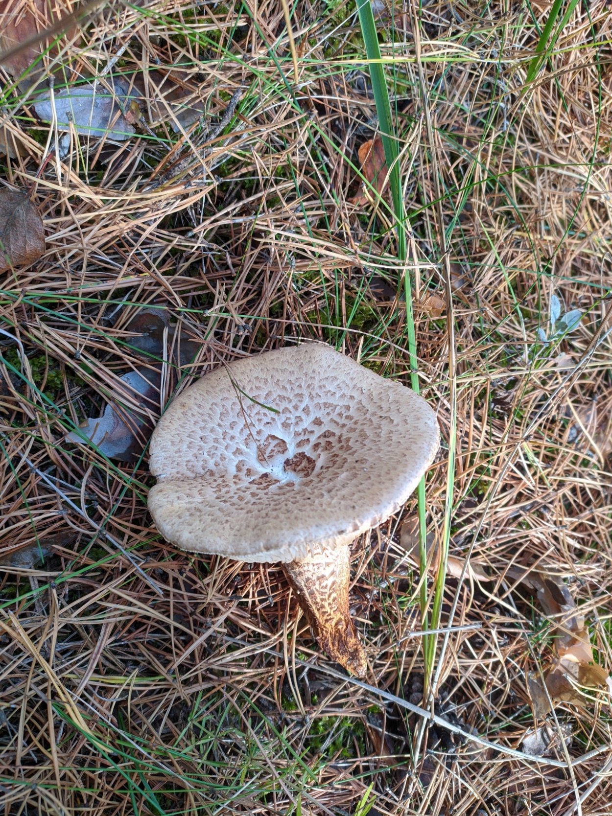 Пилолистничек Медвежий Lentinellus Ursinus