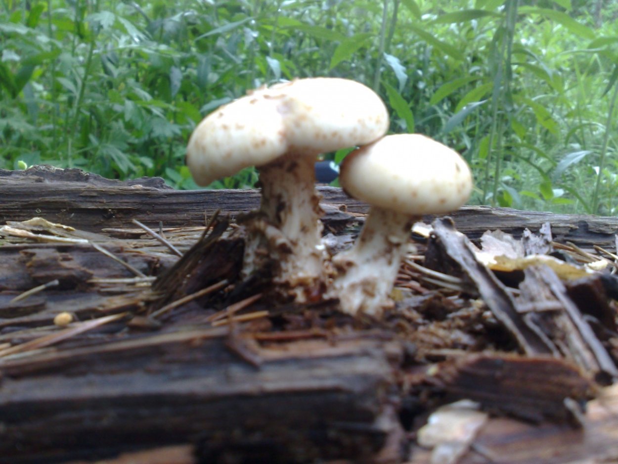 Грибы шпальники съедобные