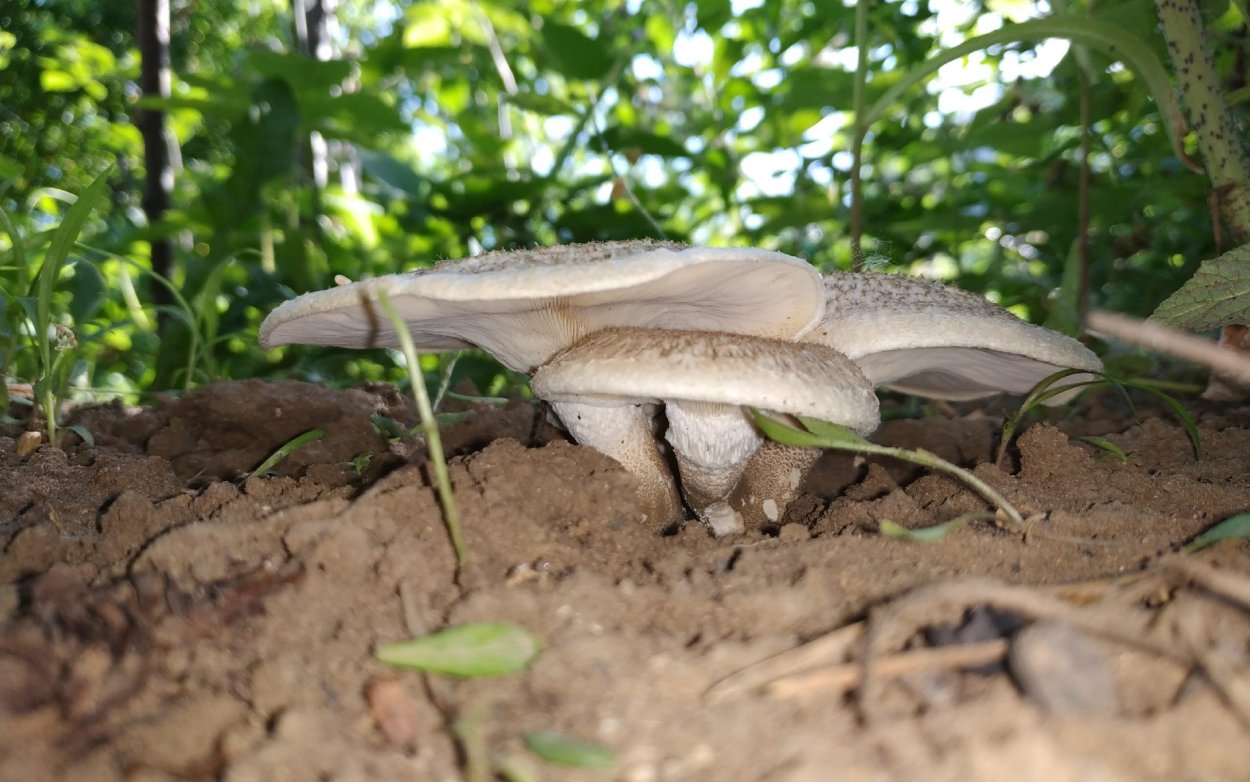 Трутовик Пилолистник