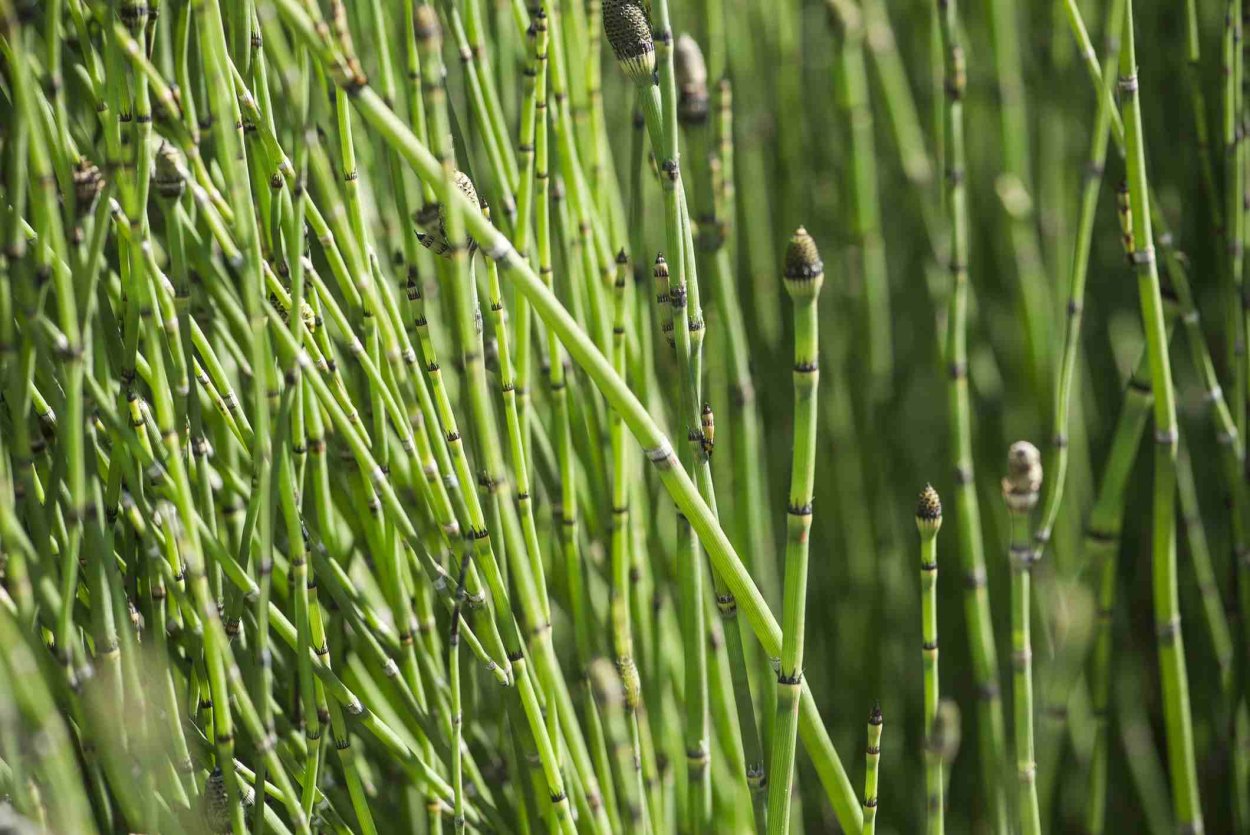 Ковыль тончайший (Stipa tenuissima) "Angel hair"