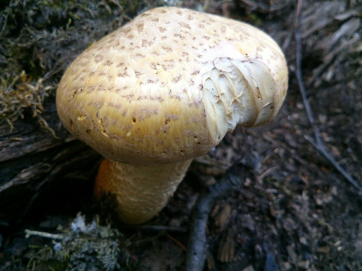 Картинки шпального гриба разновидности