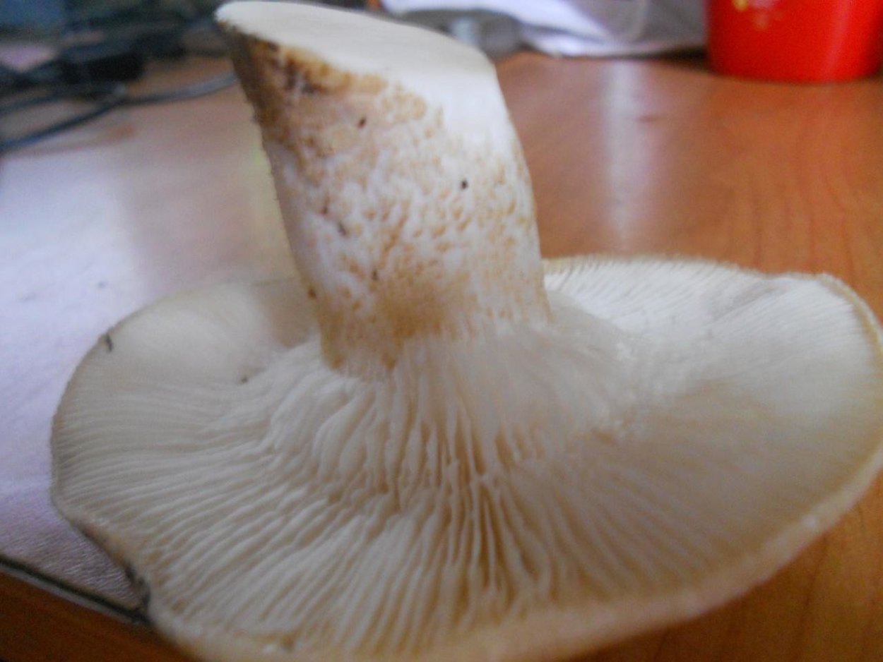 Пилолистник бокаловидный