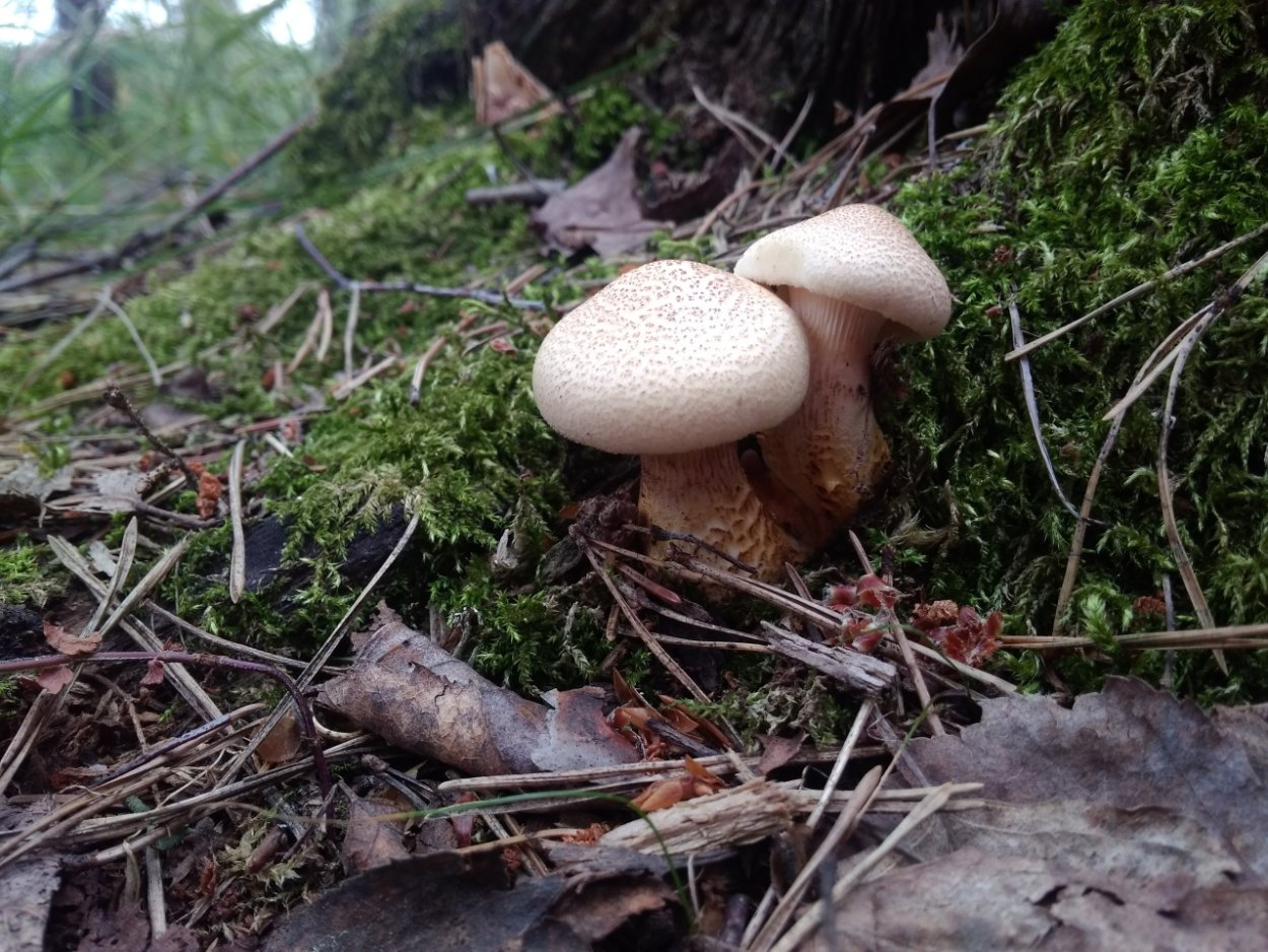 Пилолистник Мартьянова