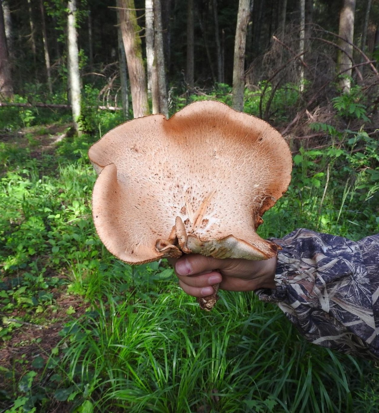 Шпальный гриб Lentinus lepideus