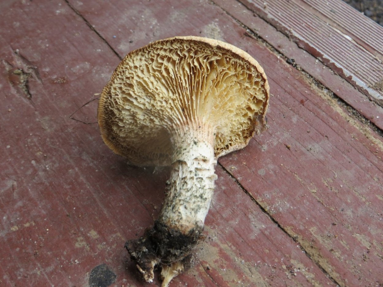 Шпальный гриб Lentinus lepideus