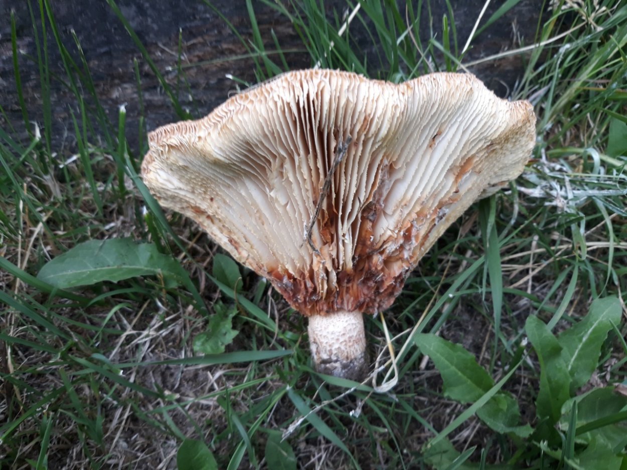 Агарикомицеты и базидиомицеты