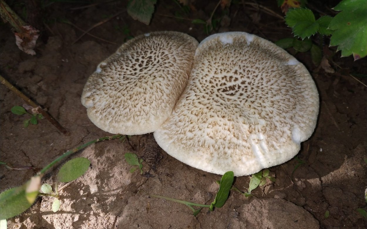 Шпальный гриб Lentinus lepideus