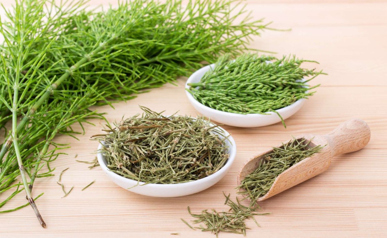 Хвощ полевой