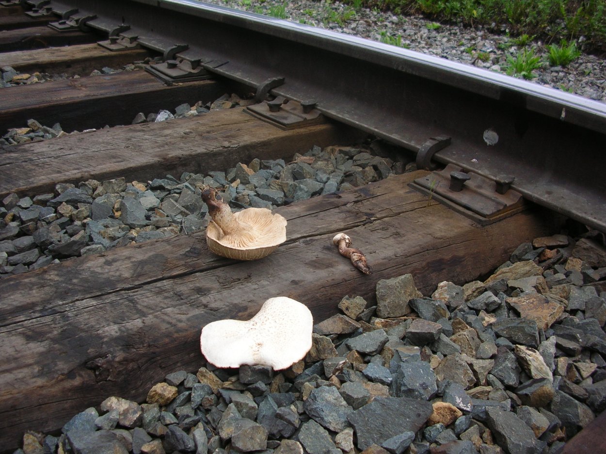 Грубба грибы