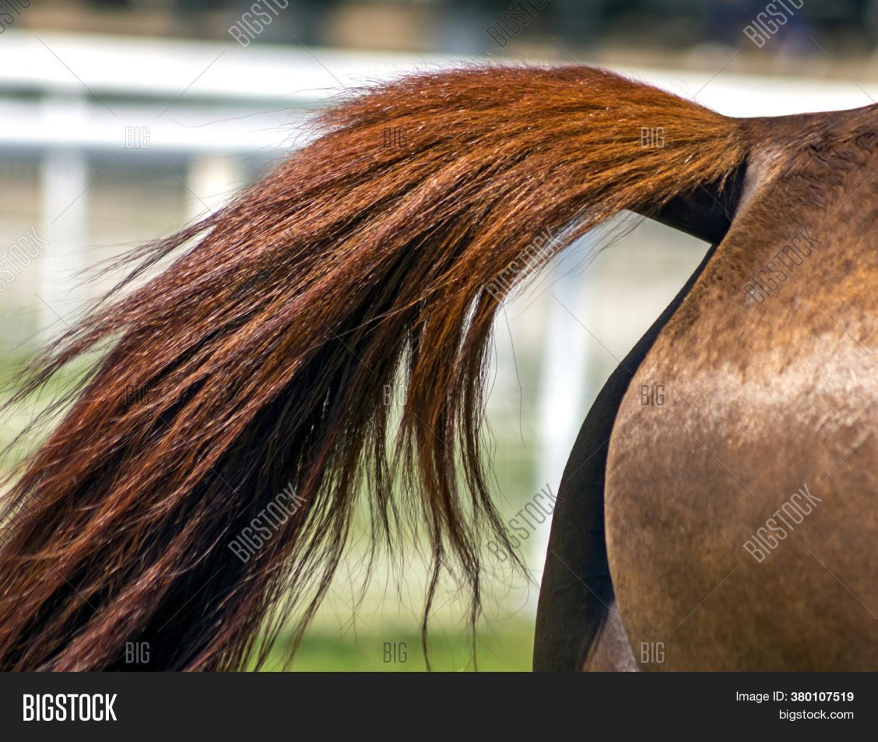 Лошадь с поднятым хвостом