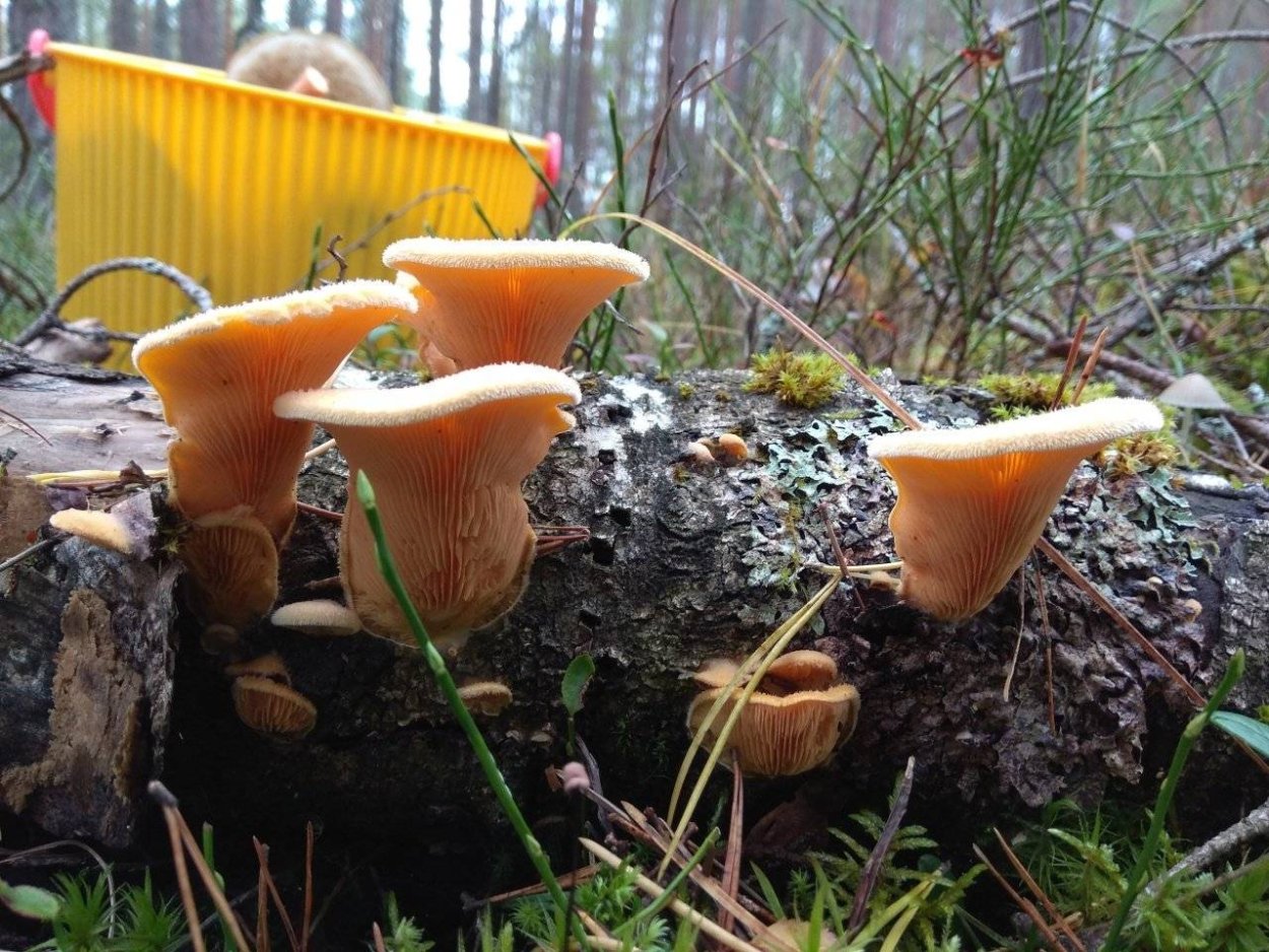 Гриб Печерица Бернар