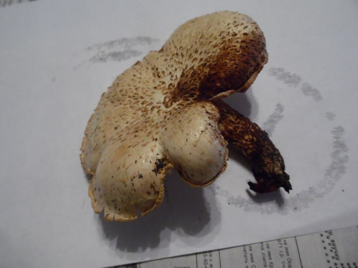 Ножка гриба