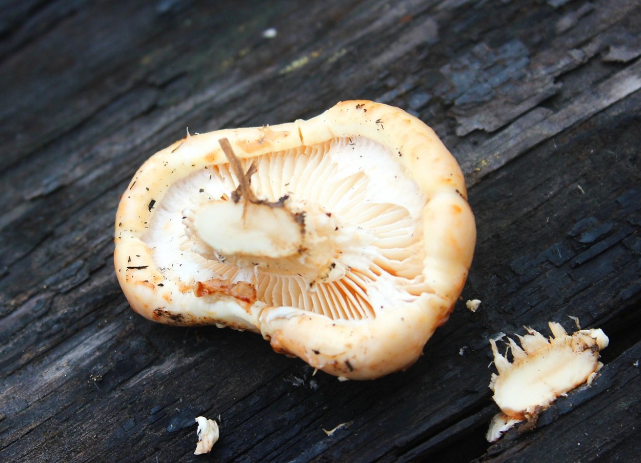 Шпальный гриб