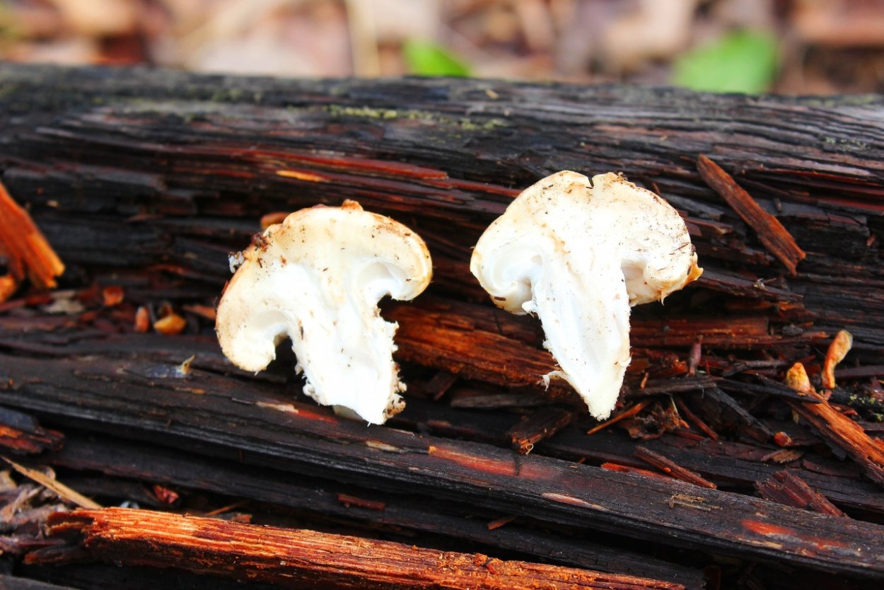 Гриб пила листик чешуйчатый