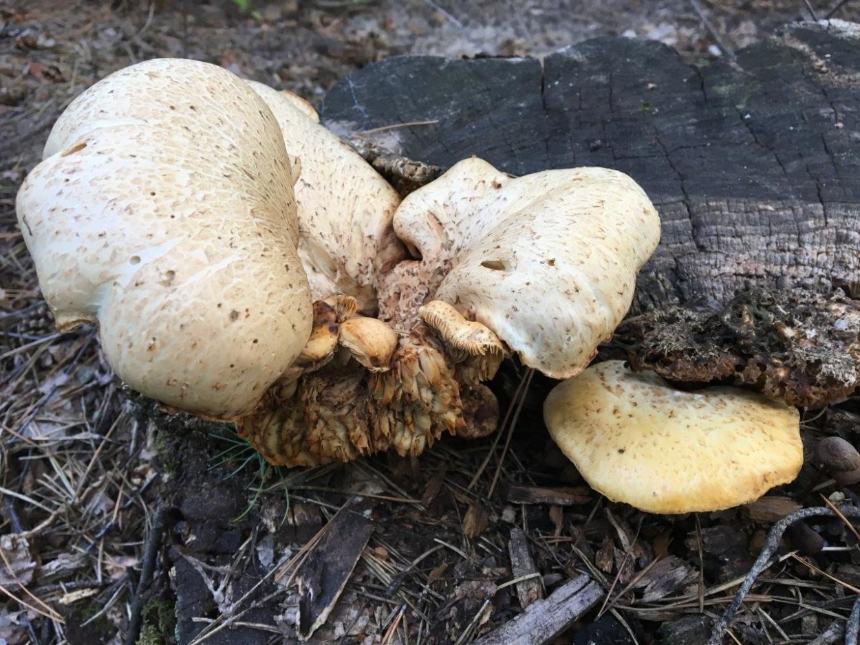 Грибы на шпалах