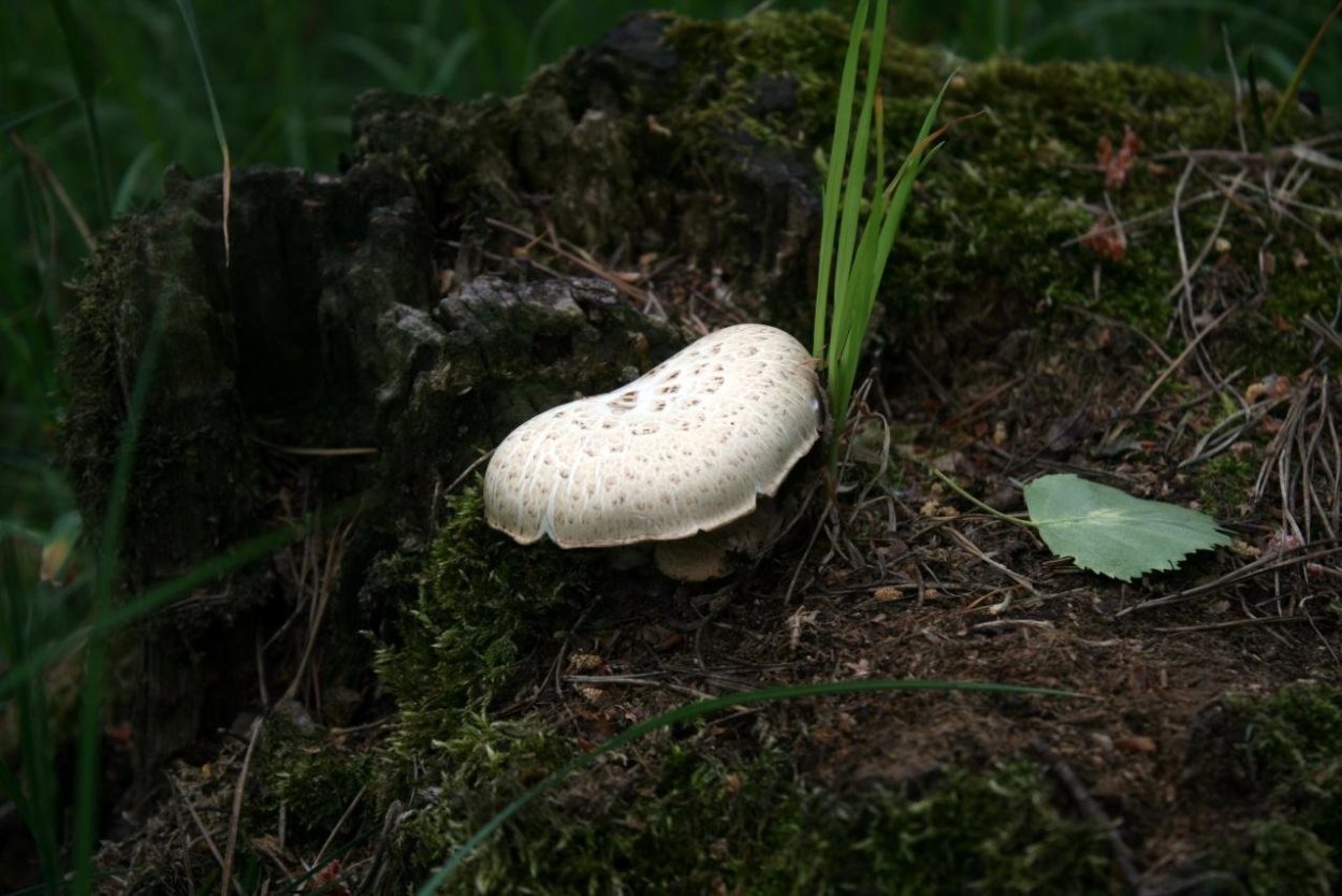 Гриб трутовик чешуйчатый шпальный гриб