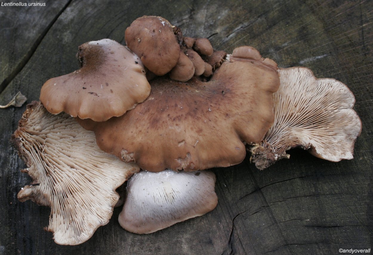 Шпальный гриб Пилолистник чешуйчатый