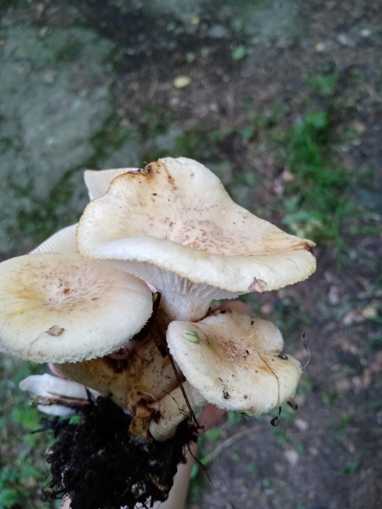 Трутовик Пилолистник