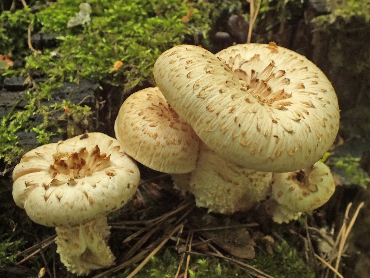 Пилолистник чешуйчатый