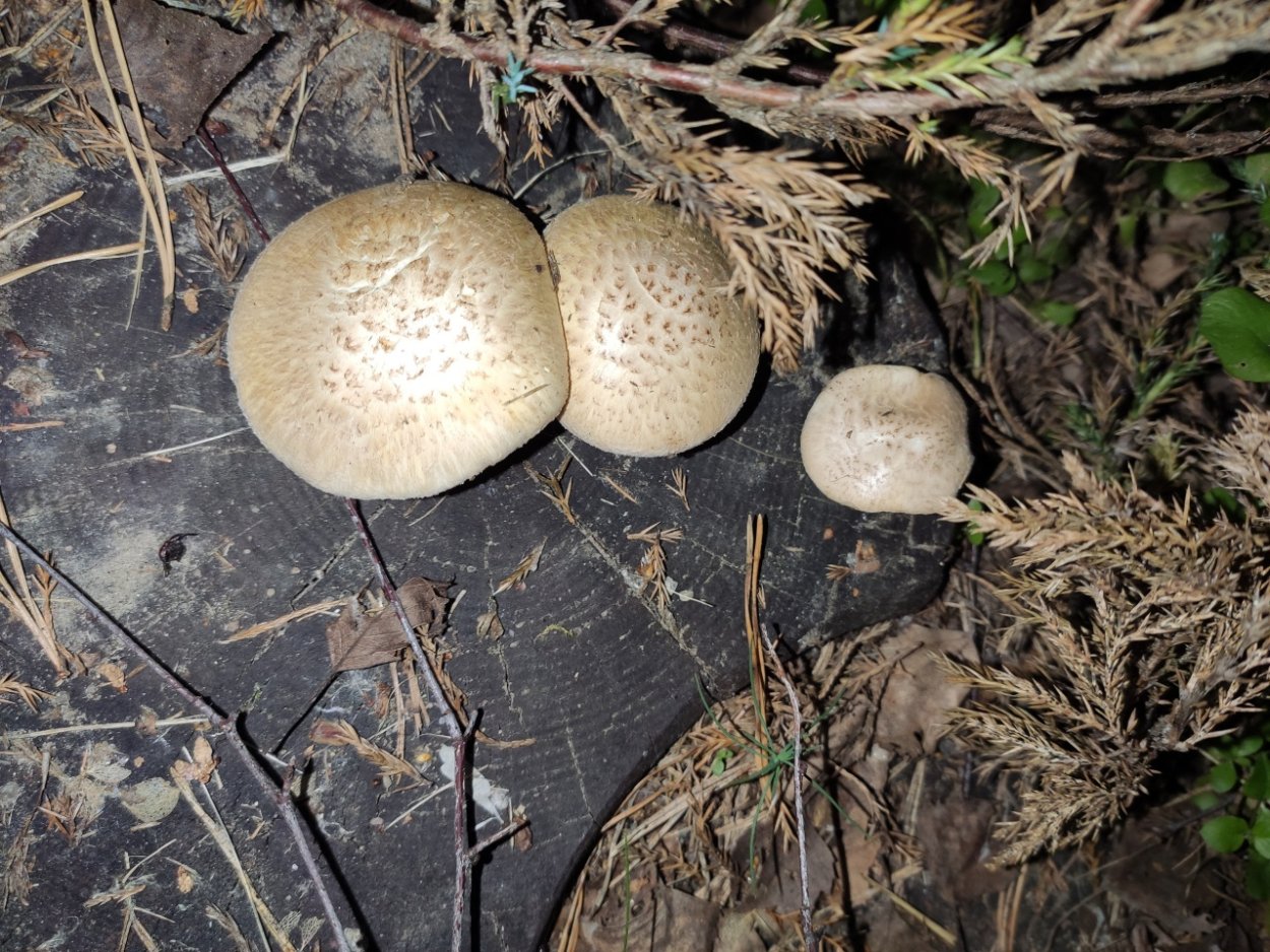 Шпальный гриб Lentinus lepideus