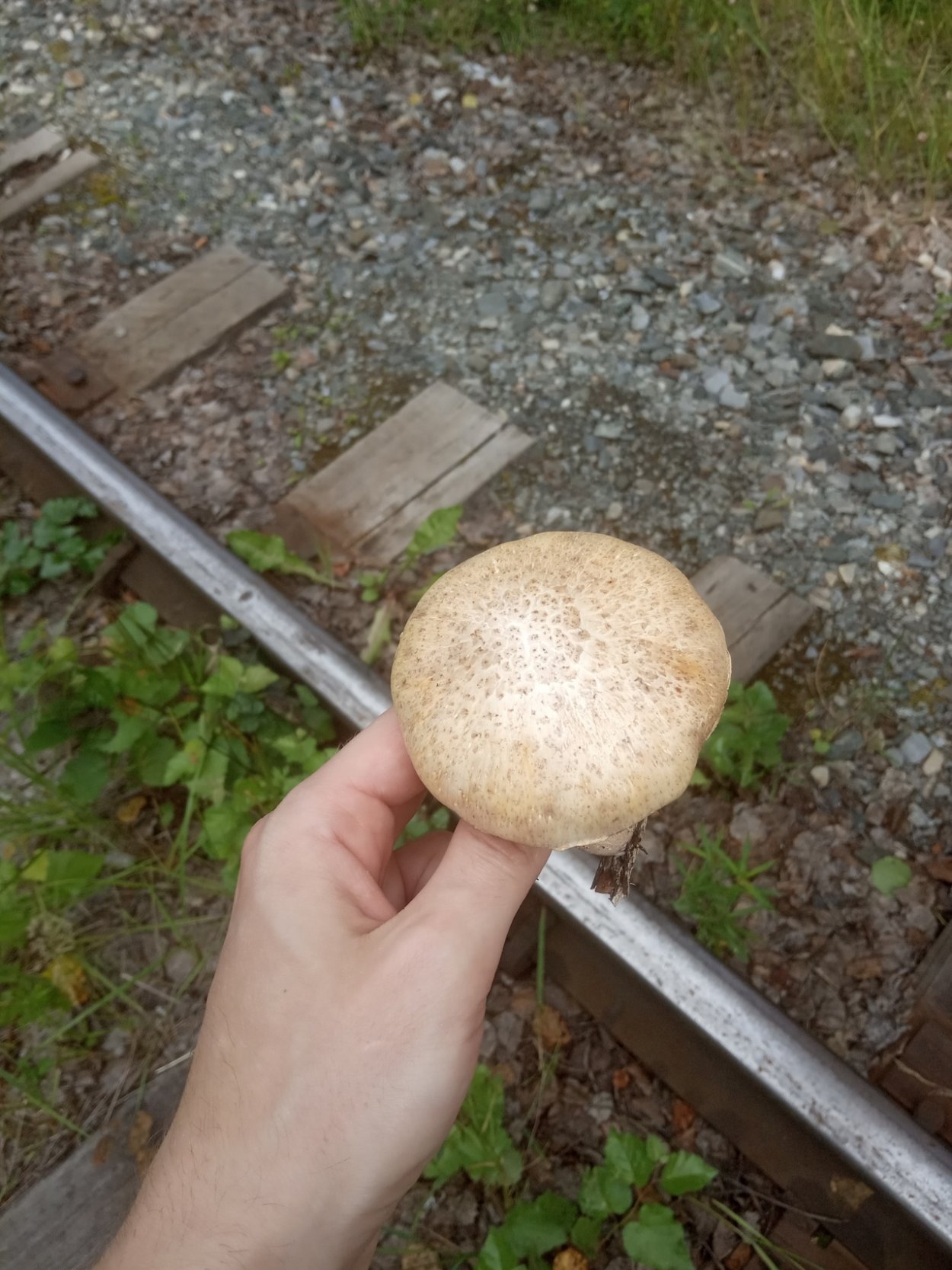 Пилолистник чешуйчатый шпальный гриб Lentinus lepideus