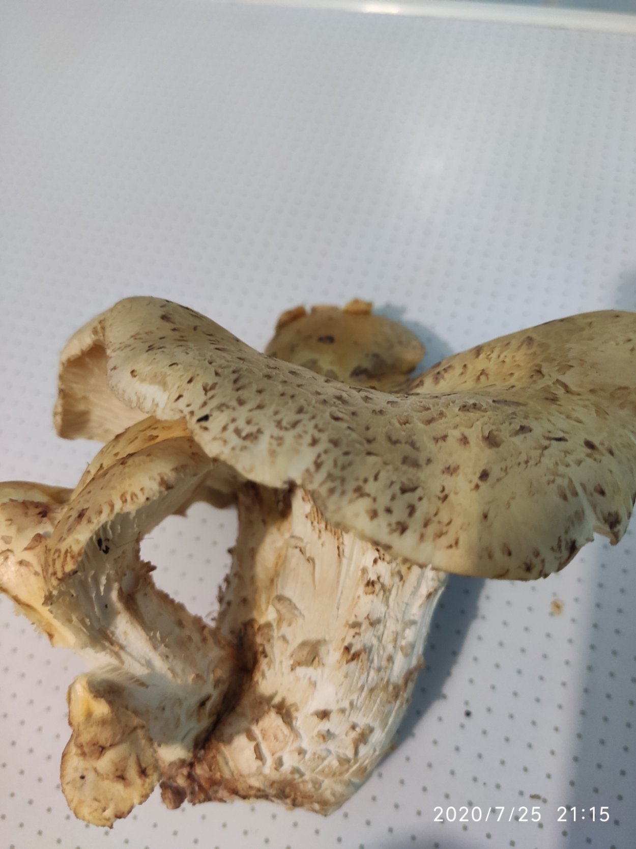 Пилолистник чешуйчатый шпальный гриб Neolentinus lepideus