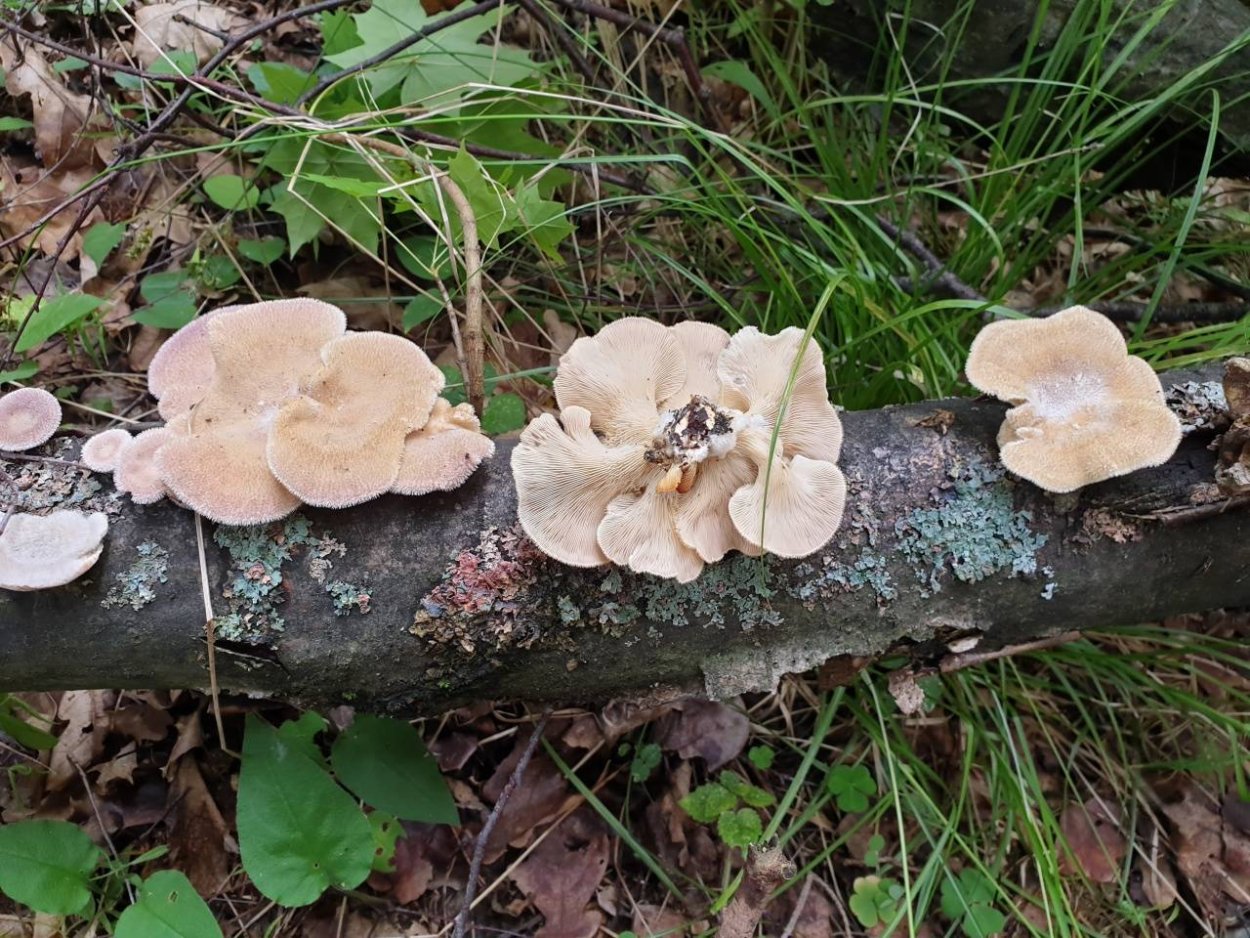 Гриб легкий мягкий рыцарь