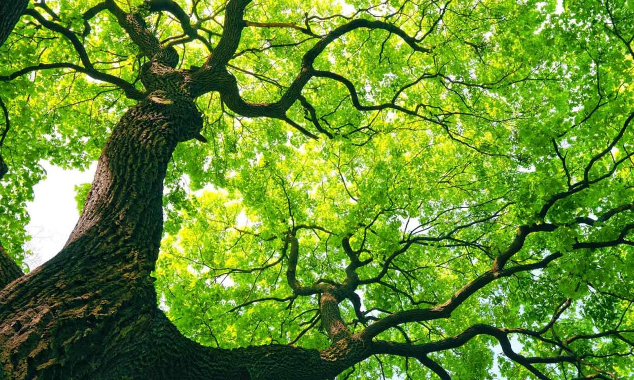 Дерево зеленое