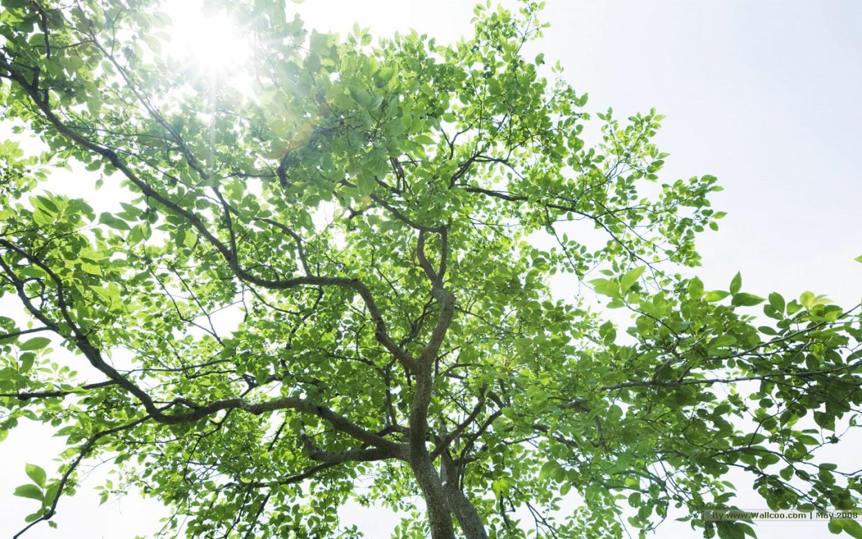 Крона дерева