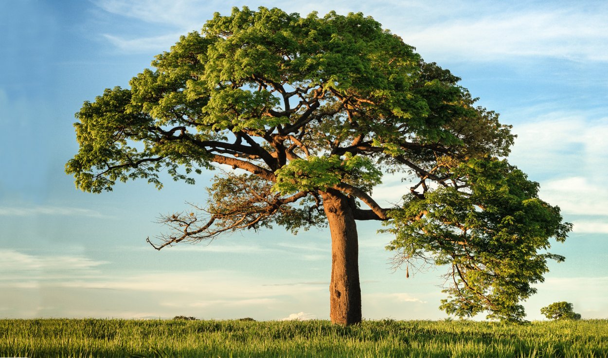 Дерево с корнями силуэт