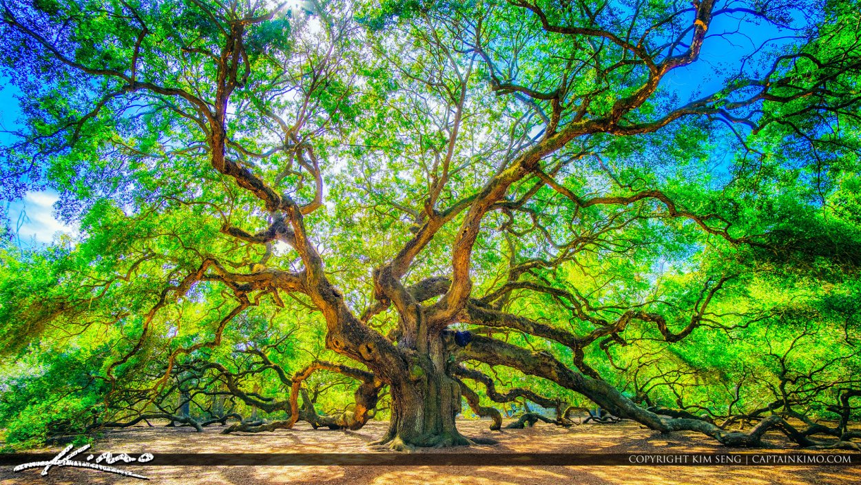 Большое дерево Древо