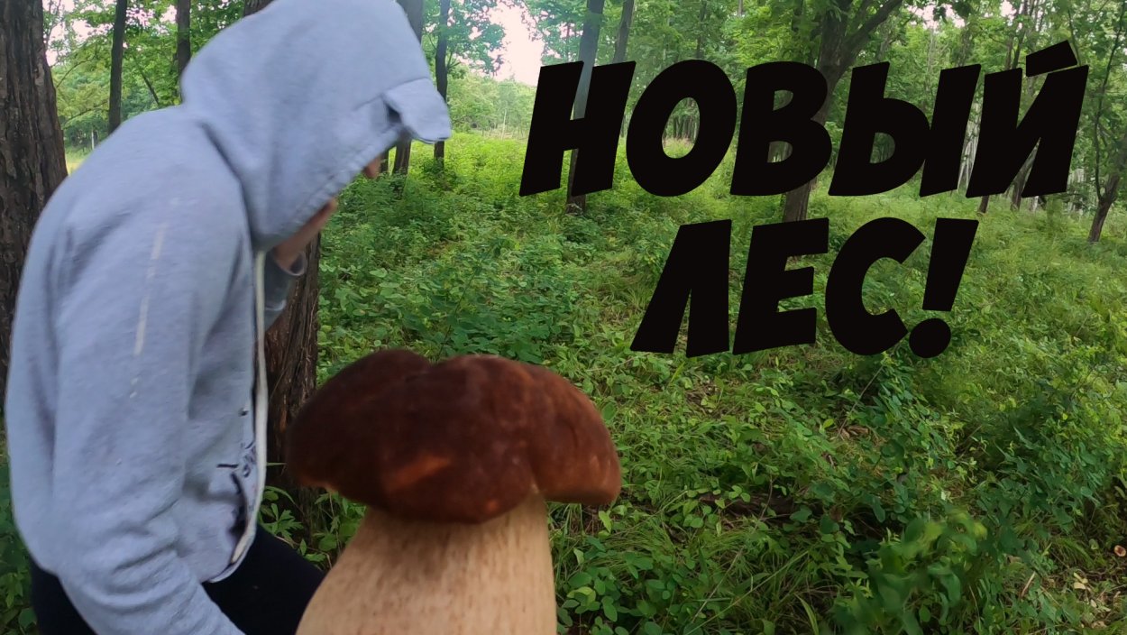 Красивые съедобные грибы