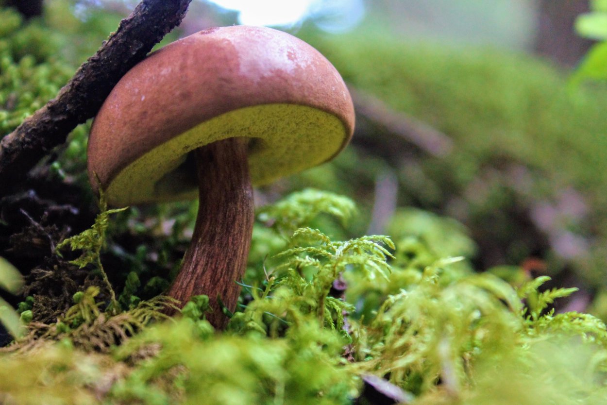 Корзина мухоморов