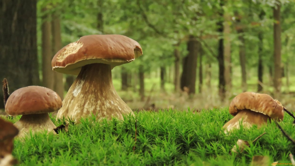 Грибы съедобные и несъедобные на белом фоне