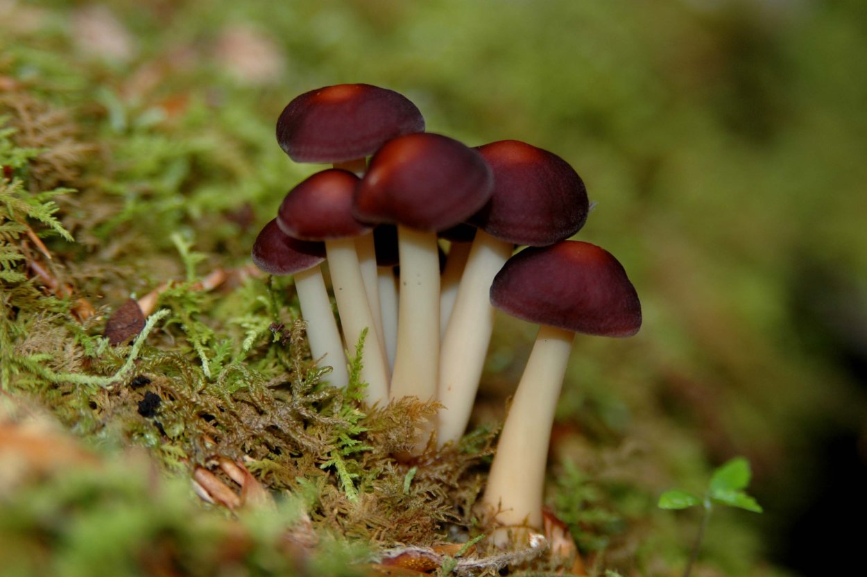 Ядовитые грибы