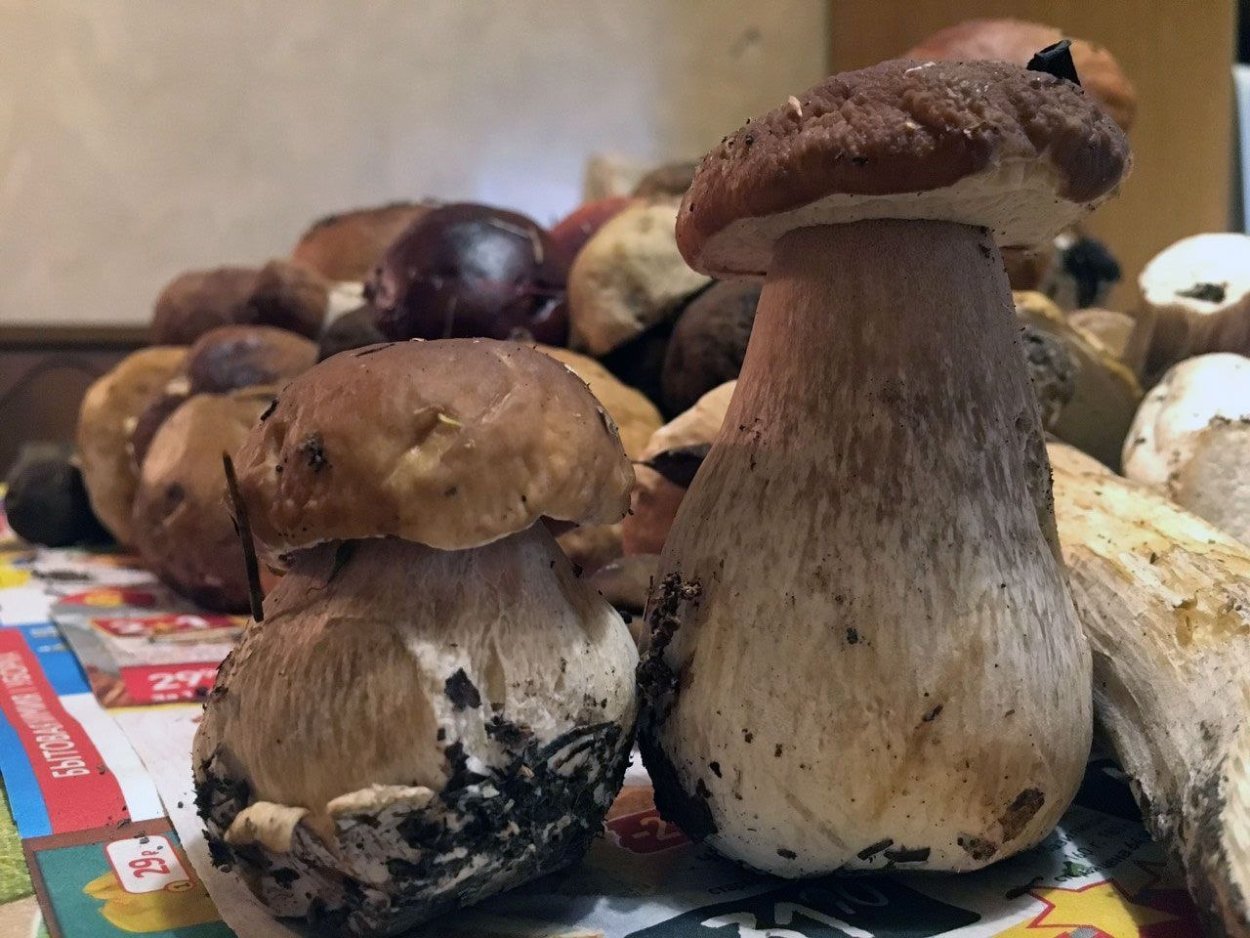 Наклейки инди КИД грибы