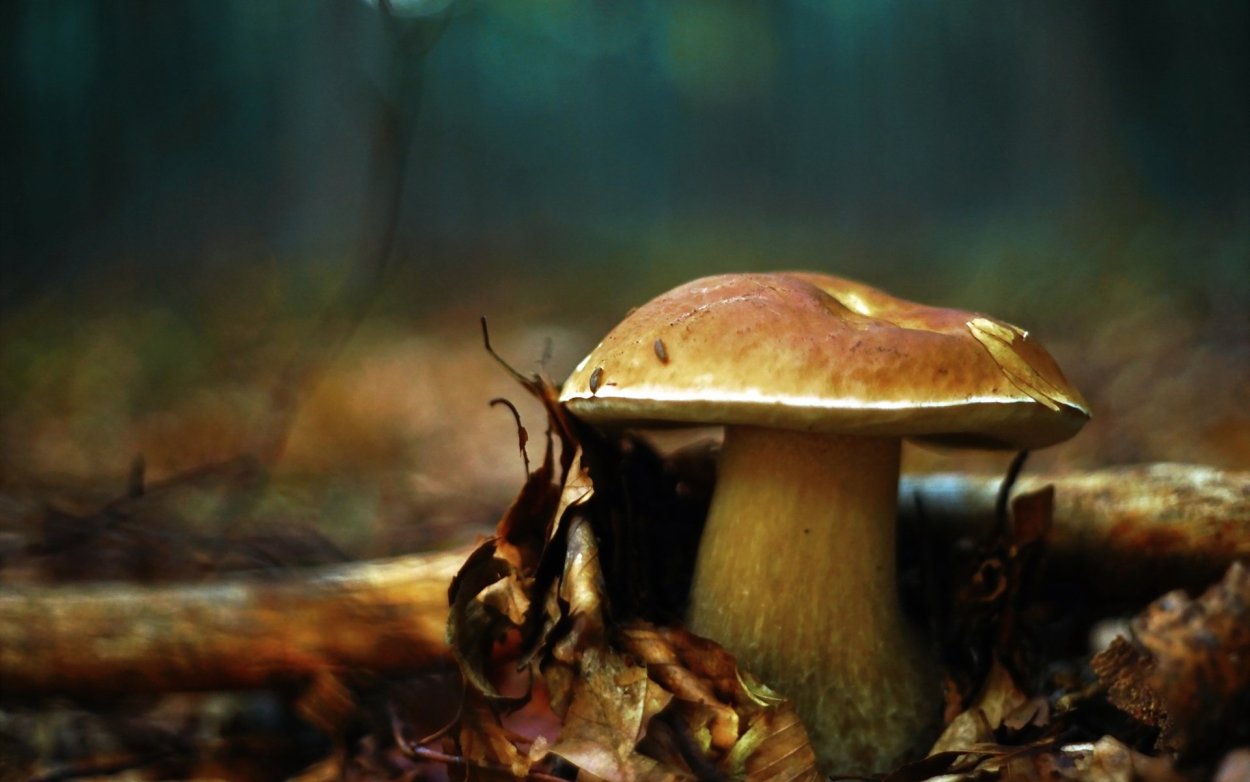 Осенний мухомор