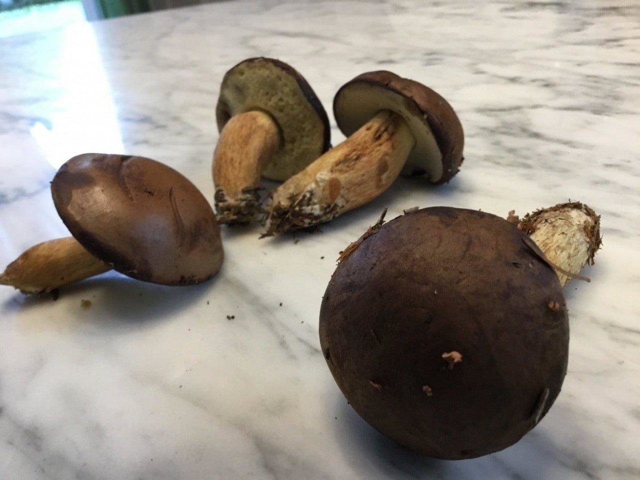 Гриб с темной шляпкой и толстой ножкой