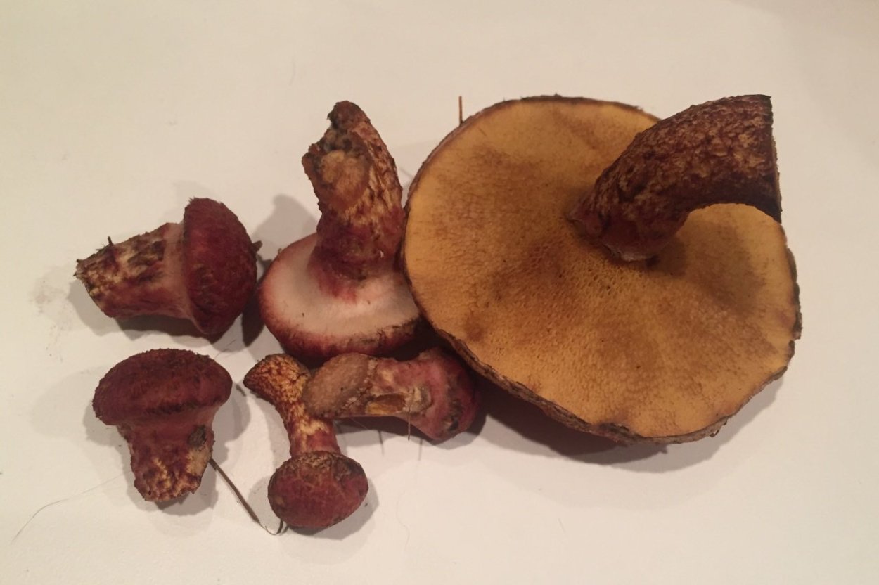 Грибы с маслянистой шляпкой пластинчатые