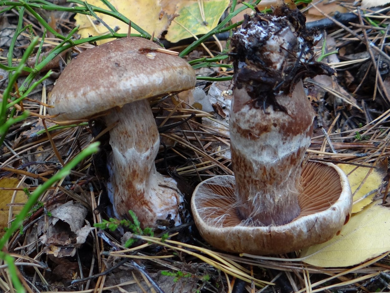 Паутинник тёмно-бурый (Cortinarius brunneus)
