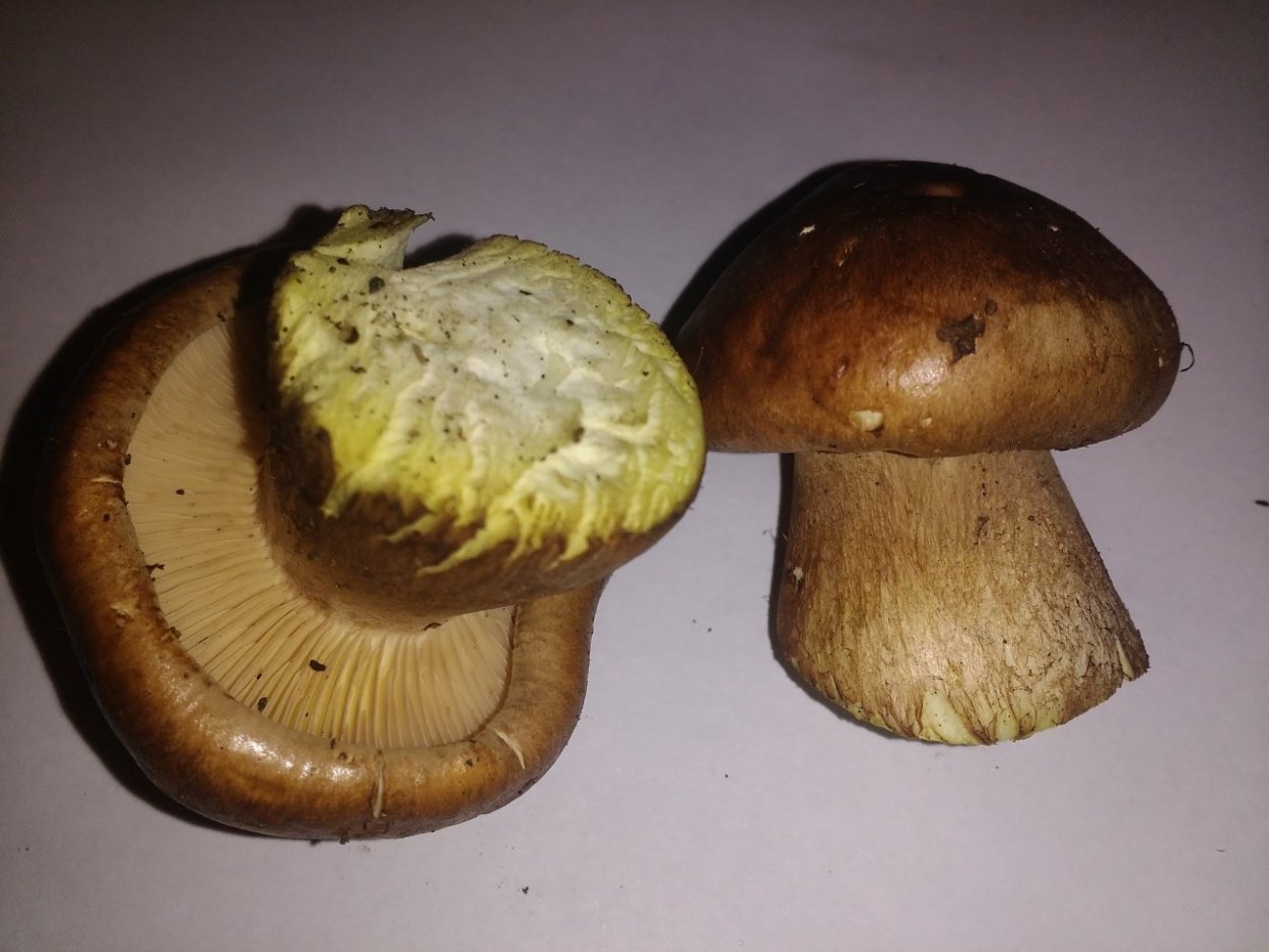 Рядовка буро-желтая Tricholoma