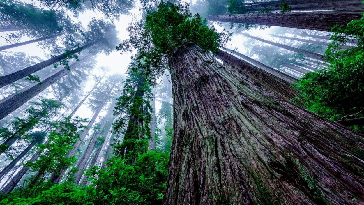 Калифорнийская Секвойя Гиперион