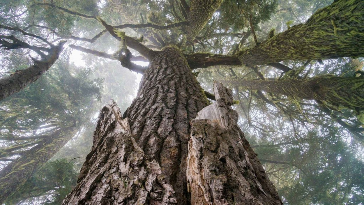 Сумах пушистый оленерогий уксусное дерево