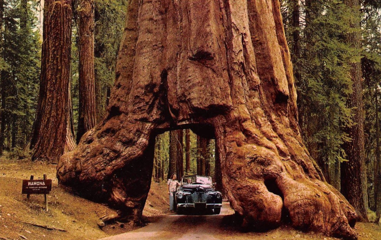 Экзотические деревья