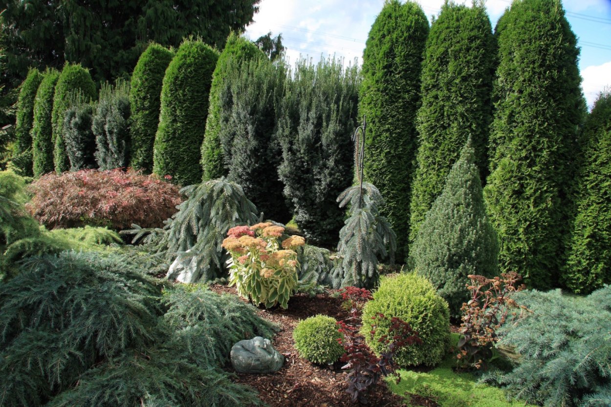 Лазание по деревьям