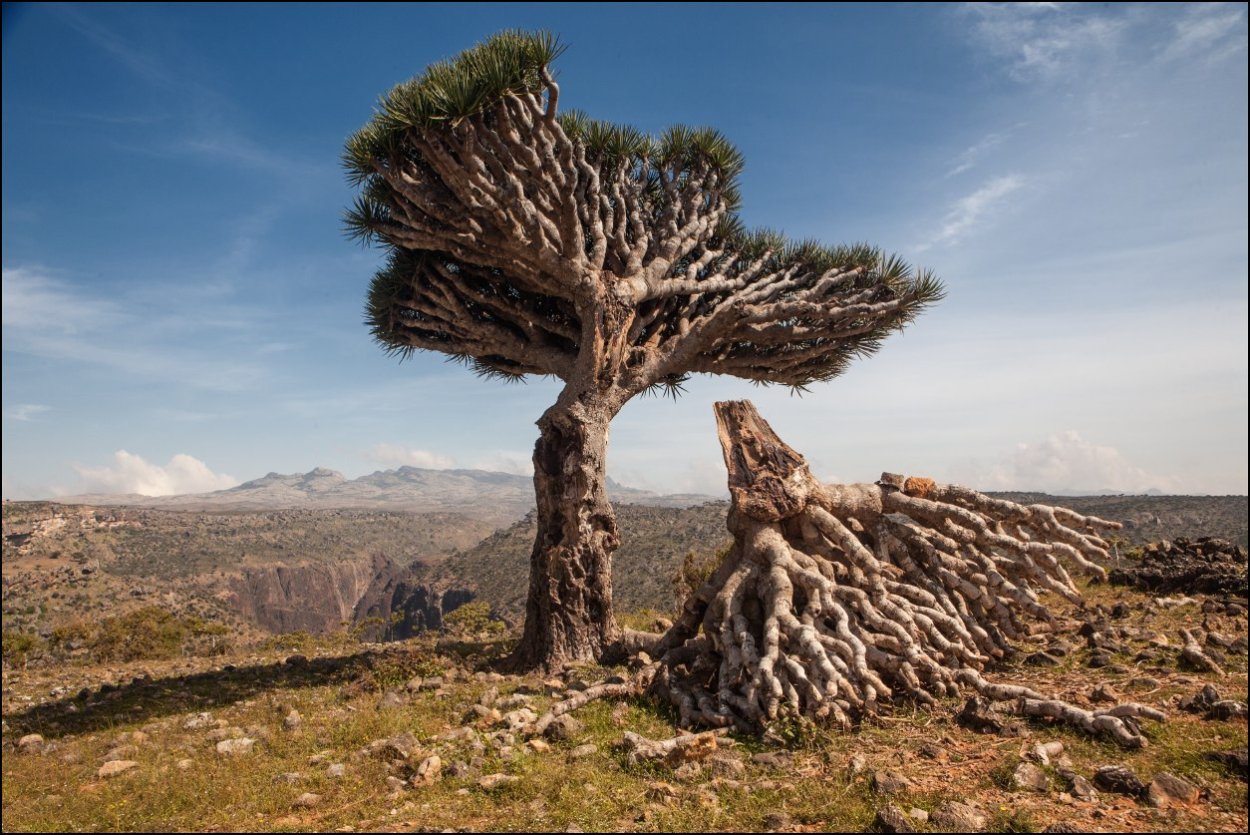 Сосна обыкновенная Ауреа