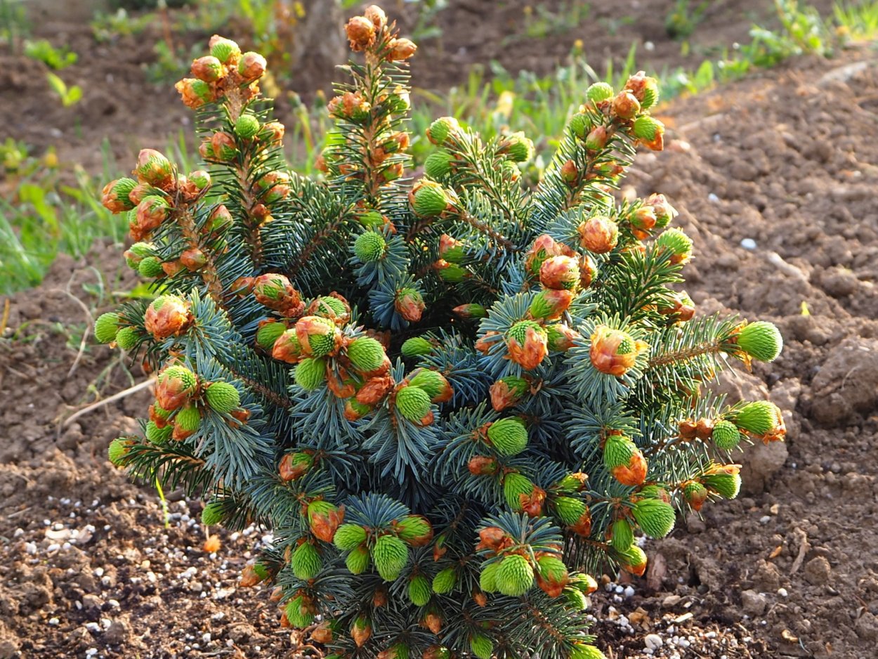 Дуб ангела Чарльстон США