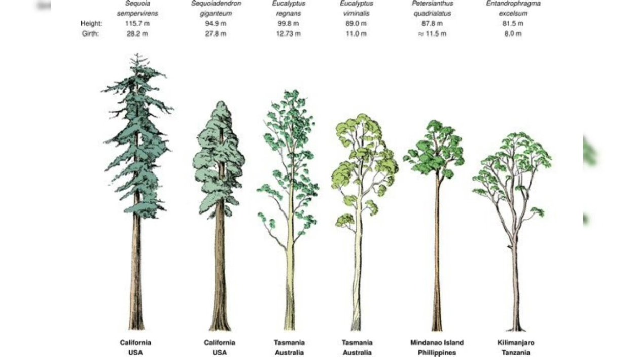 Сравнение высоты деревьев